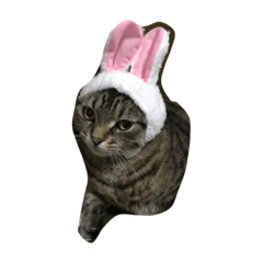 [LINEスタンプ] スコティッシュのcocochan3