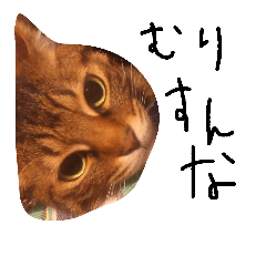 [LINEスタンプ] シモダテイエネコのちび太