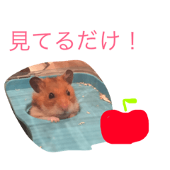 [LINEスタンプ] はむちゃんず☆