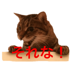 [LINEスタンプ] にゃにゃとティーちゃん