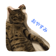 [LINEスタンプ] 猫のねね