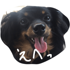 [LINEスタンプ] 愛犬ぽこちゃん