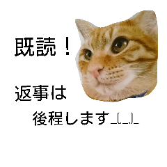 [LINEスタンプ] 日常で使えるネコスタンプ