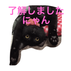 [LINEスタンプ] 黒猫のくろまめちゃん