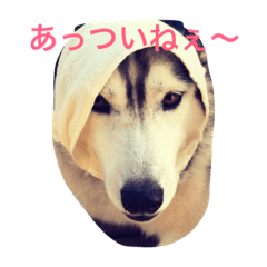 [LINEスタンプ] キャンちゃん