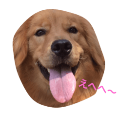 [LINEスタンプ] ゴールデンレトリバー ウェッちゃん