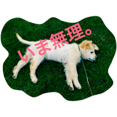 [LINEスタンプ] むぎちゃんと一緒