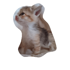 [LINEスタンプ] 子猫です