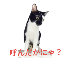 [LINEスタンプ] 猫のポチ