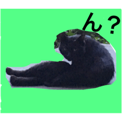 [LINEスタンプ] CAT TK