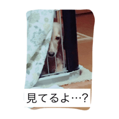 [LINEスタンプ] ダックスフンドKEN
