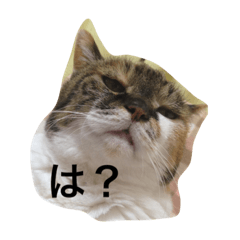 [LINEスタンプ] 田中さんちのにゃんこ
