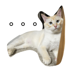 [LINEスタンプ] 保護猫ラテさん