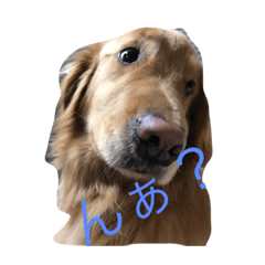 [LINEスタンプ] あたしんちの犬