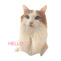 [LINEスタンプ] ネコのノルさん。