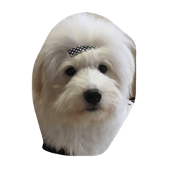 [LINEスタンプ] あじゃ、