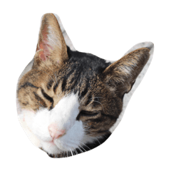 [LINEスタンプ] 近所のにゃんこ