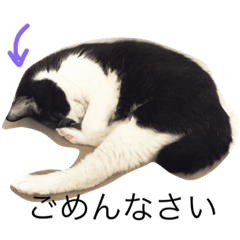 [LINEスタンプ] KURO to TOTO