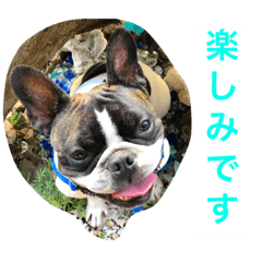 [LINEスタンプ] フレブルパイド、オチョの日常Vo.1