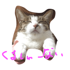 [LINEスタンプ] どやネコ