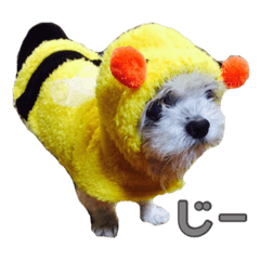 [LINEスタンプ] 我が家のハッピーちゃん♡