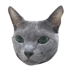[LINEスタンプ] ネコのぎん