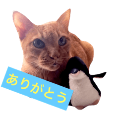 [LINEスタンプ] 猫のチャロ