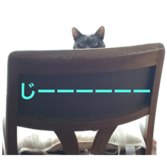 [LINEスタンプ] 家猫クロちゃん