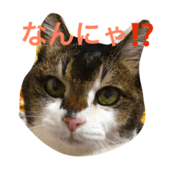 [LINEスタンプ] 熟女猫のにゃろめ