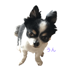 [LINEスタンプ] ちわわ