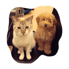 [LINEスタンプ] うちのおかしなむすこたち