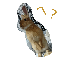 [LINEスタンプ] チャピちゃん