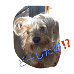 [LINEスタンプ] ネコ＆犬