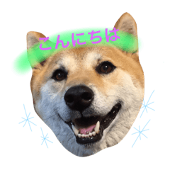 [LINEスタンプ] 柴犬パナキ