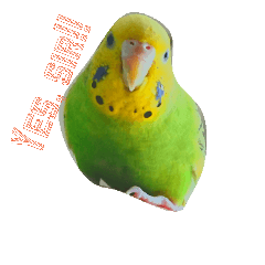 [LINEスタンプ] インコのひまちゃん