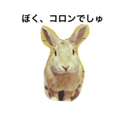 [LINEスタンプ] うさぎのコロン専用スタンプ