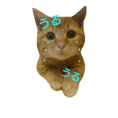[LINEスタンプ] 茶々丸。