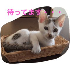 [LINEスタンプ] にゃん！