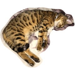 [LINEスタンプ] ティガにゃん