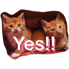 [LINEスタンプ] うちのねこず①