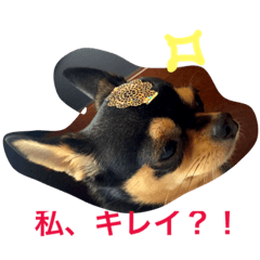 [LINEスタンプ] 私ワンコ