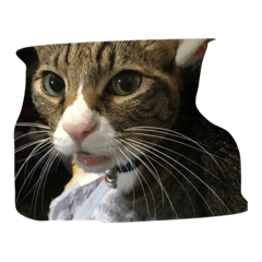 [LINEスタンプ] うらら王子