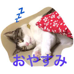 [LINEスタンプ] ブサカワ猫。あじ 日常編