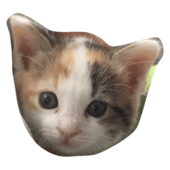 [LINEスタンプ] ぷーてぃんなーぴん