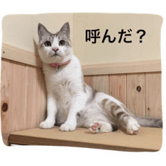 [LINEスタンプ] コボ