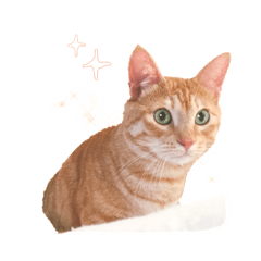 [LINEスタンプ] チャミっけねこさん