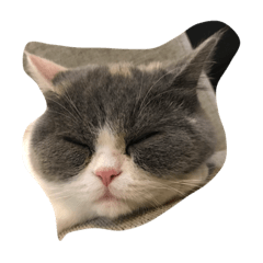 [LINEスタンプ] ねこの表情だよ
