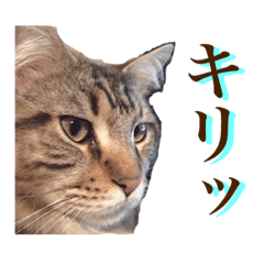 [LINEスタンプ] 愛猫ライト2