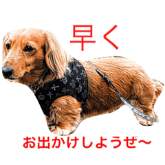 [LINEスタンプ] 愛犬大和