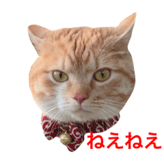 [LINEスタンプ] 猫のほたて